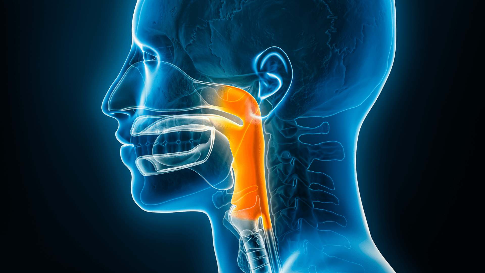 Airway orthodontics x-ray image showing how functional orthodontics and care can help. Airway anatomy related to orthodontic treatment and breathing